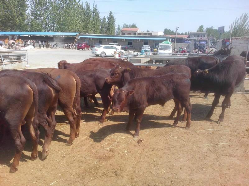 供应利木赞牛犊价格大型肉牛品种利木赞牛