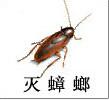 供应杀虫公司用蟑螂诱捕器来消灭蟑螂图片