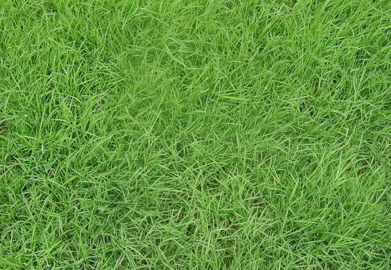 供应泉州种子日本结缕草草籽图片