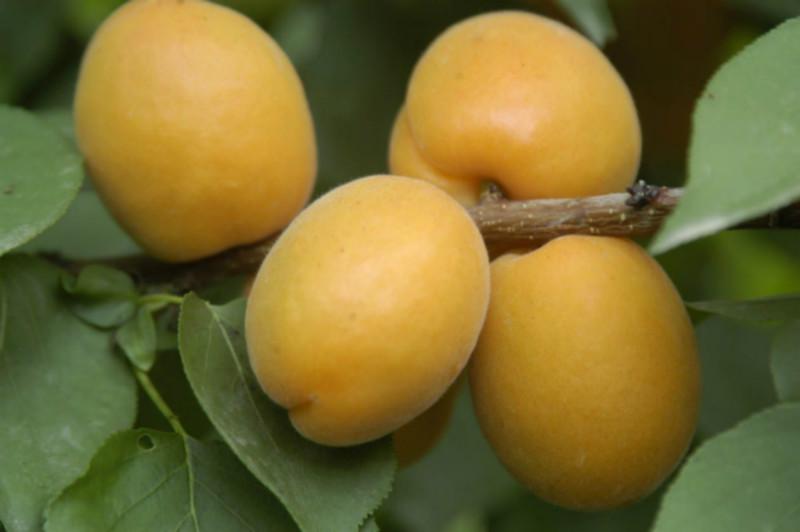 供应杏树苗价格凯特杏树苗-杏树苗今年销售市场
