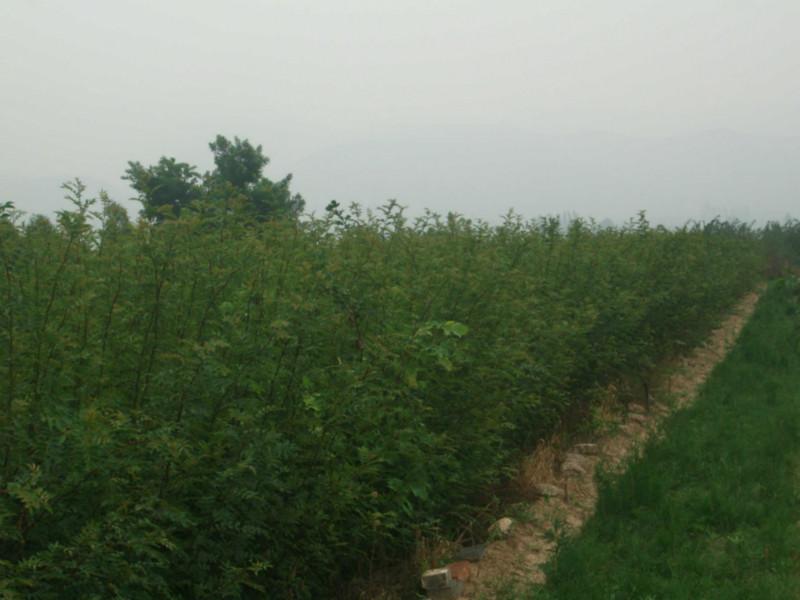 供应用于种植的泰山大红袍花椒 一级花椒树苗