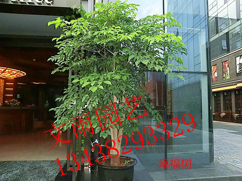 成都锦江区植物租赁 成都植物出租  成都花卉租赁