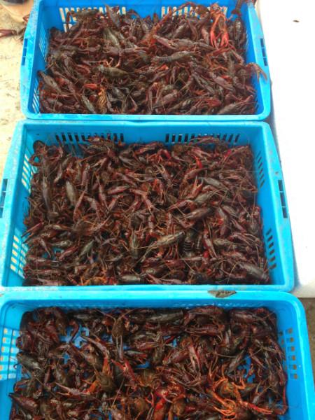 供应澳洲龙虾苗价格 人工养殖小龙虾