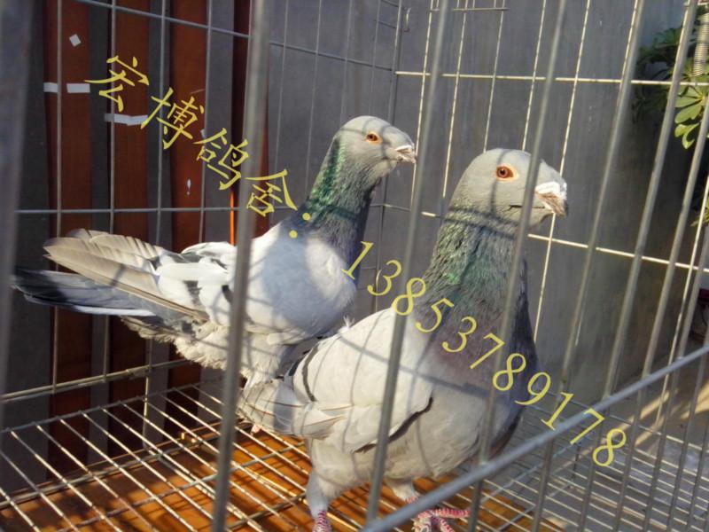 供应新疆马头鸽批发价格马头鸽子养殖场