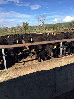 西冷进口澳洲部位牛肉进口牛肉批发