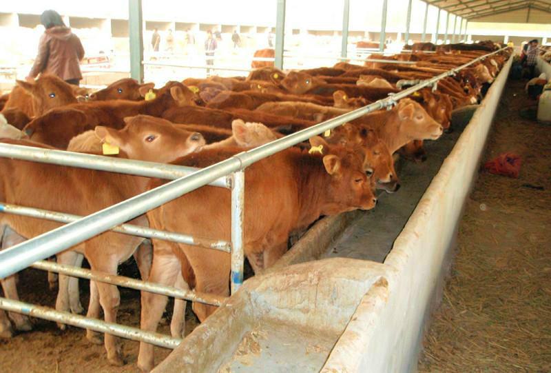 供应鲁西黄牛小牛的最新价格养殖技术