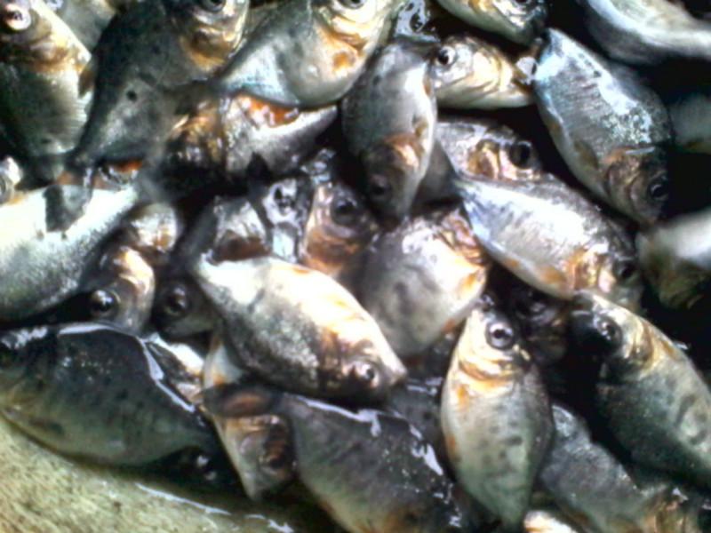 供应用于白鲳鱼养殖的贺州大量供应淡水白鲳鱼苗