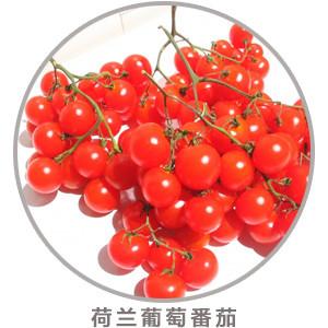 供应樱桃番茄进口番茄批发特色番茄种植基地