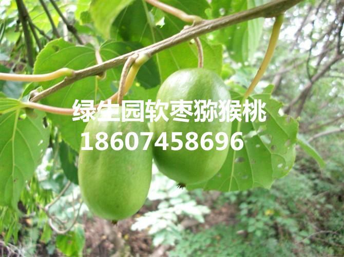 软枣猕猴桃供应用于果树苗的软枣猕猴桃