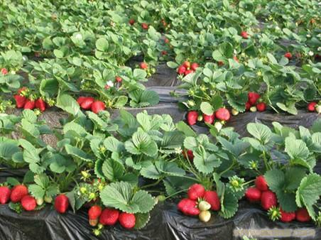 供应草莓苗红颜章姬甜查理四季草莓京藏香草莓苗品种草莓苗价格图片