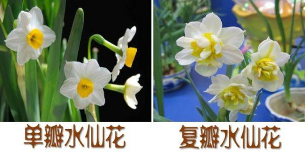 供应水仙花批发价格漳州水仙花