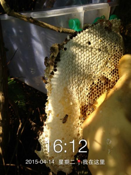 供应野生蜂蜜