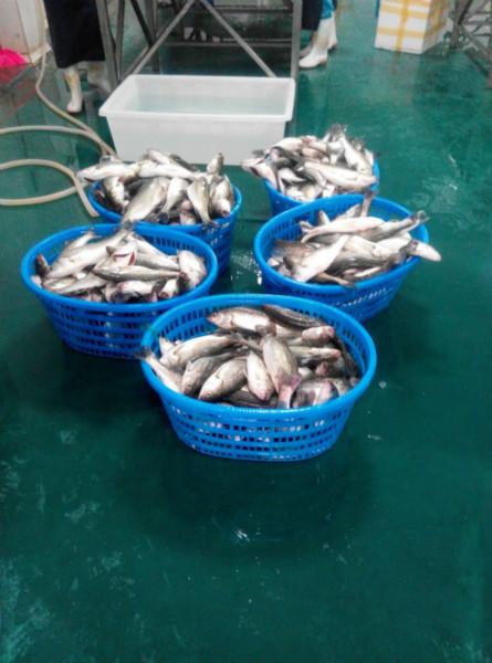 供应鱼速冻库，快速降温保证鱼的原有品质