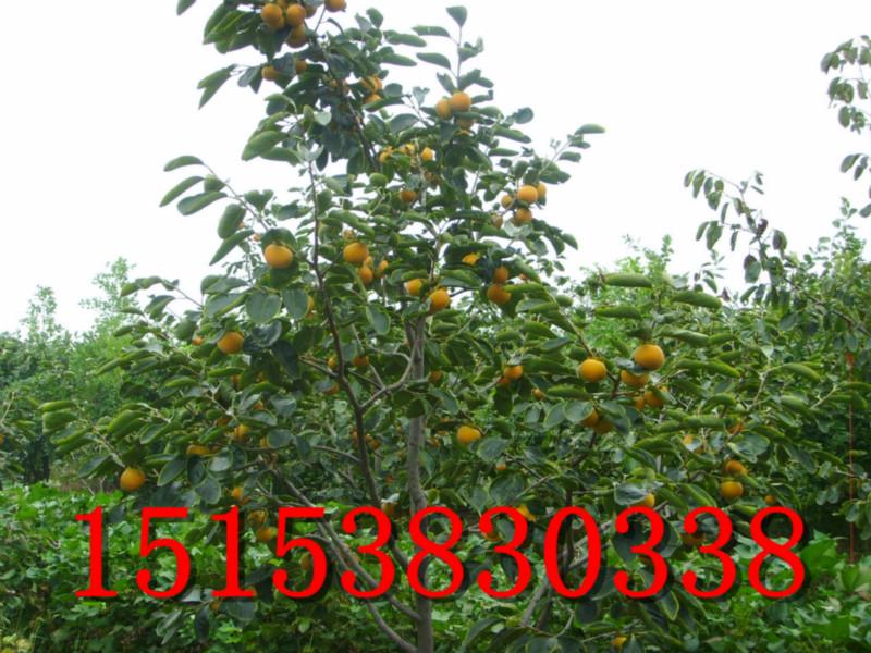 供应林州柿子树苗、产量高抗干旱柿子树、低价柿子树苗