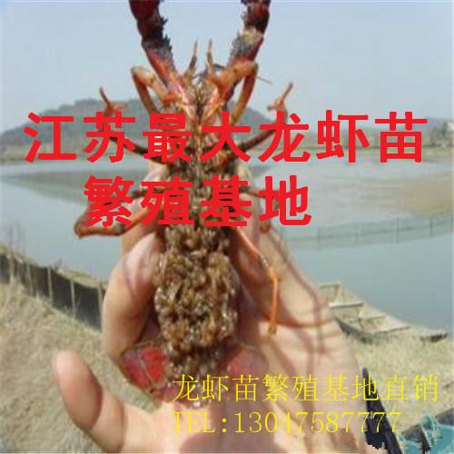 供应优质龙虾苗龙虾种苗和龙虾养殖技术