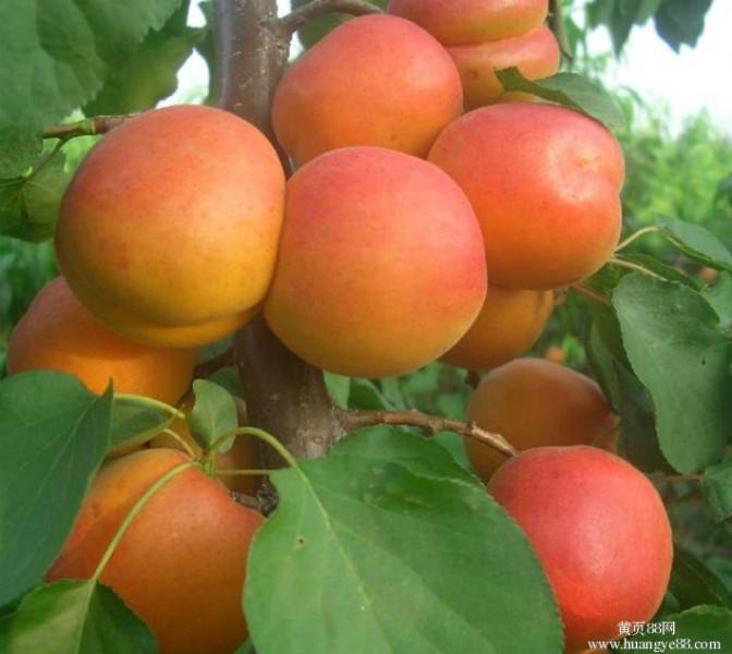供应麦黄杏杏苗批发、金太阳杏树苗供应、凯特杏树价格图片