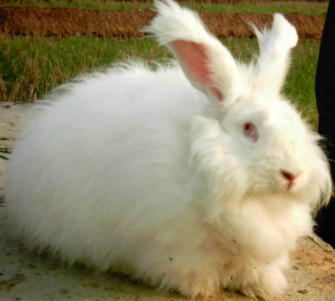 供应哪里的种兔养殖场可靠，种兔价格，兔子养殖行情，兔子价格图片