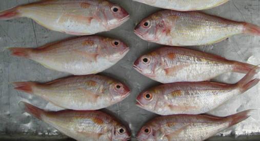 供应正品进口冷冻食品冷冻金线鱼质量保证全国供货上门