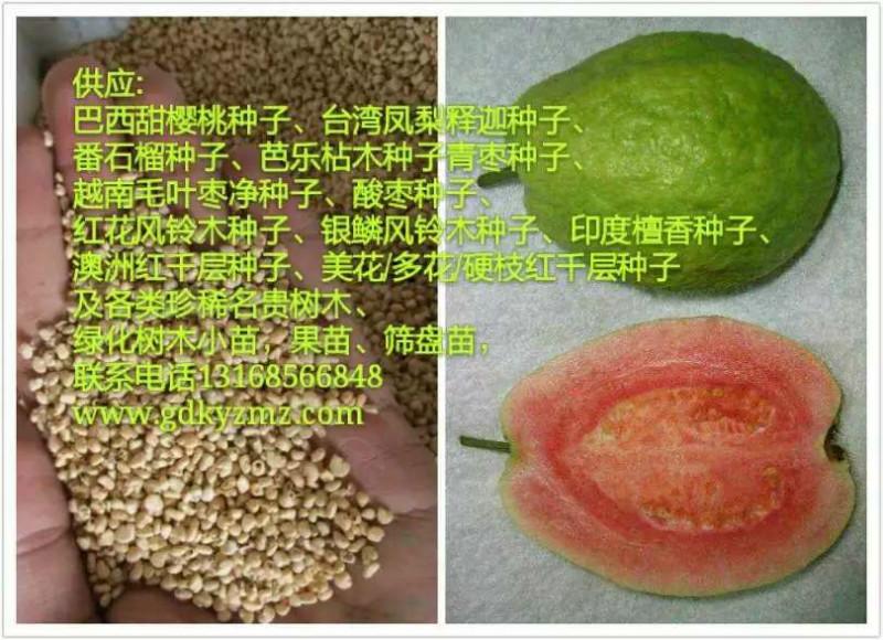 供应番石榴种子 芭乐种子 广州番石榴种子图片 优质番石榴种子价格