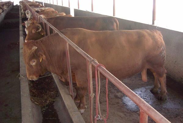 供应2015西门塔尔牛肉牛养殖批发价格