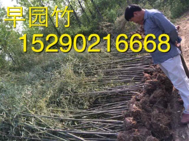 河南2-3米高早园竹价格批发