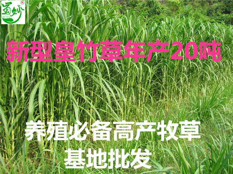供应新型皇竹草种植技术，高经济价值皇竹草牧草饲料，甜象草草种苗图片