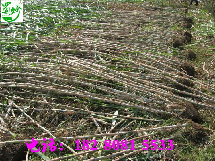 供应泸州台湾甜象草，泸州台湾甜象草种苗，泸州台湾甜象草种节价格