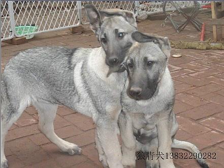 供应河北哪有卖狼青犬的/纯种狼青犬