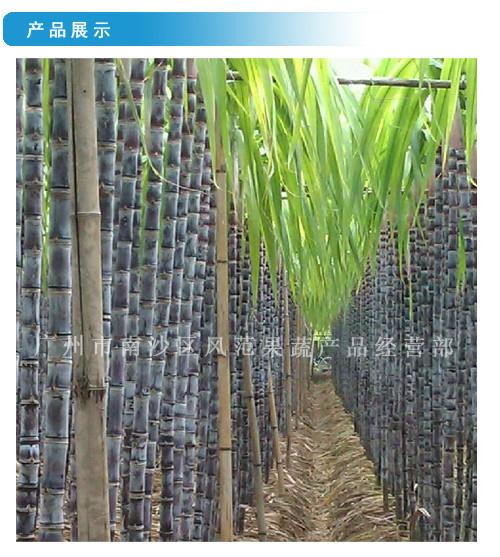 供应甘蔗黑皮甘蔗黄皮甘蔗全国最大的种植基地