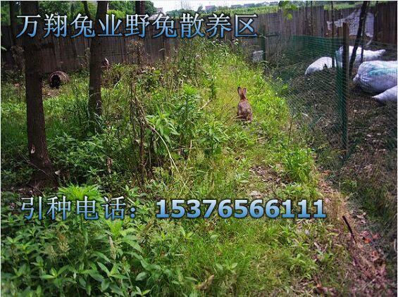供应杂交野兔养殖|杂交野兔的特点 野兔的杂交技术图片