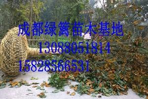 重庆花木基地想要选购杜鹃花就来成都绿篱园艺杜鹃花图片