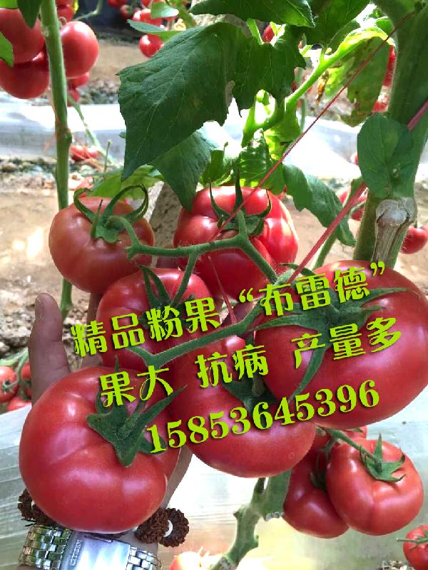 高产 抗病良种 粉果番茄种子种苗欧特娇粉果番茄