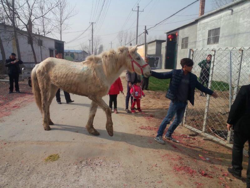 济宁市价格便宜的马哪里有卖的厂家供应价格便宜的马哪里有卖的