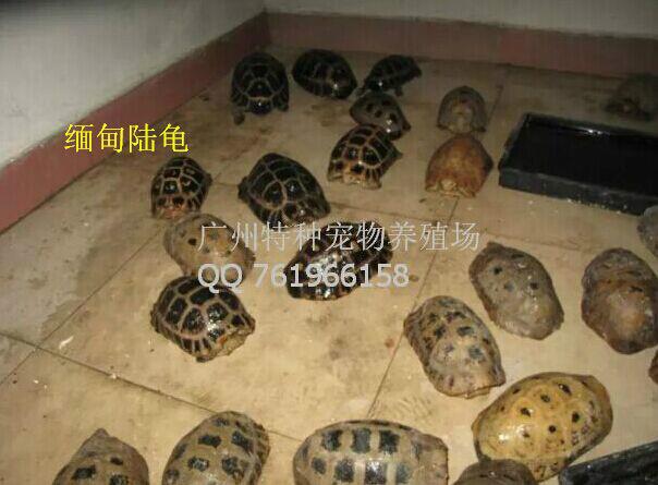 供应缅甸陆龟苗批发/缅甸陆龟图片库/最便宜的象龟缅甸陆龟