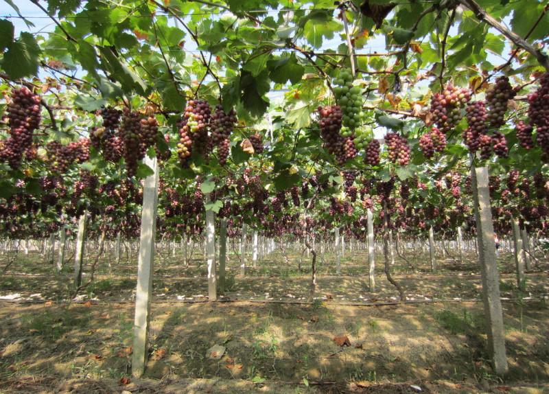 石家庄市种葡萄厂家供应种葡萄，哪里有种葡萄的
