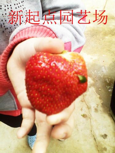 山东供应四季草莓苗 产量高的四季红颜草莓苗 好成活的三叶一芯奶油甜宝草莓苗批发图片