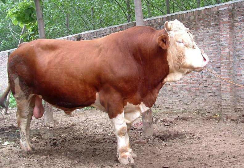 德国宝牛种公牛站图片图片