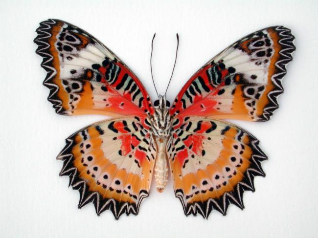 最贵的蝴蝶标本图片